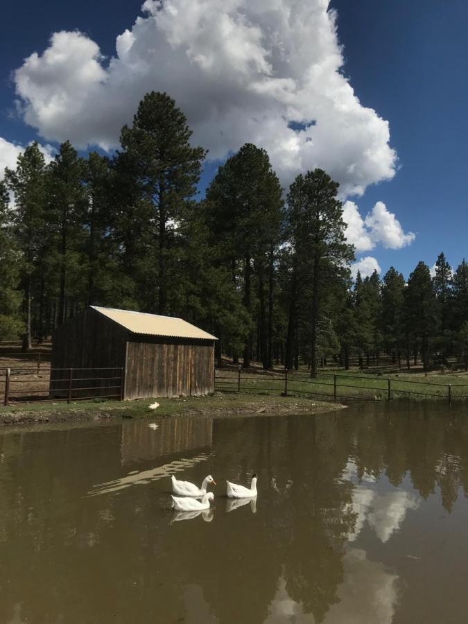 Grand Canyon 1Bd Loft/Suite-Horseback Riding-Shooting-Dogs Ok! Parks Dış mekan fotoğraf